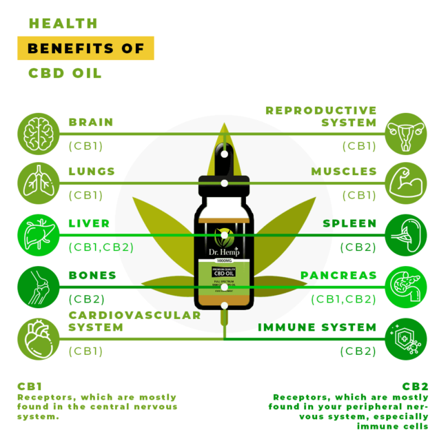 Health Benifits Of CBD Oil Infographic Health Benifits Of CBD Oil Infographic